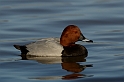 Pochard